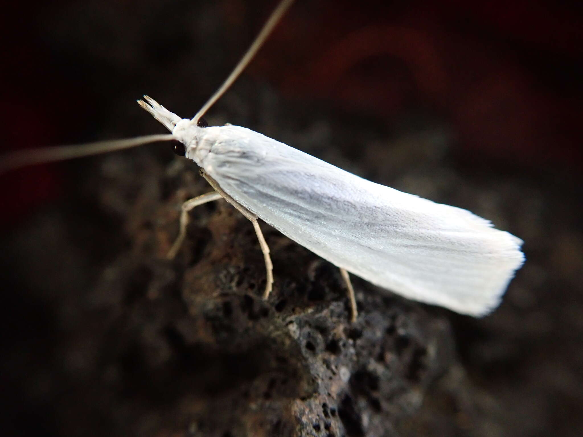 Image of Crambus hachimantaiensis Okano 1957