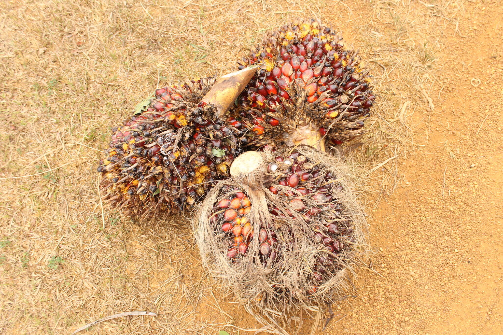 Image of oil palm