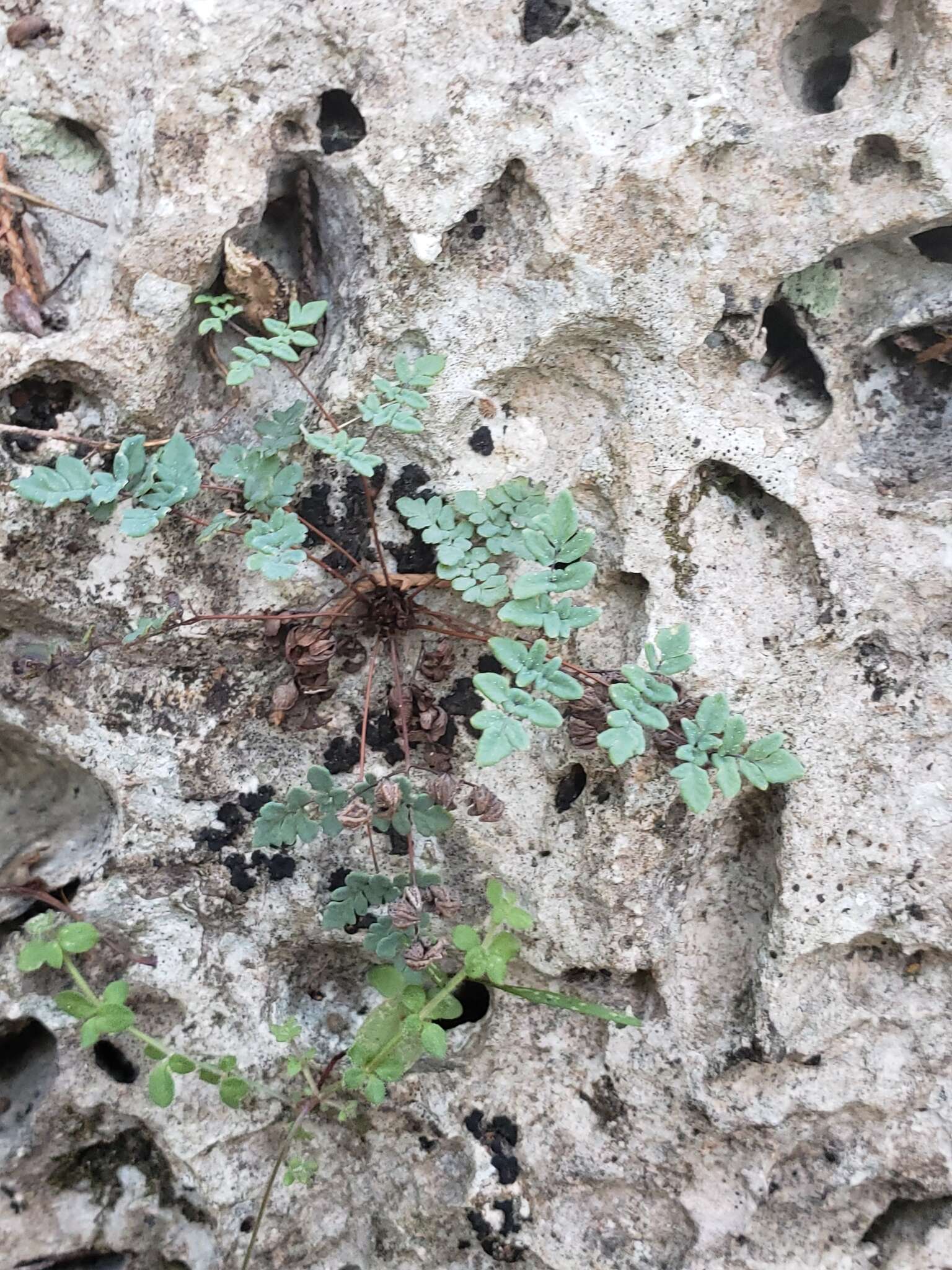 Image of powdery false cloak fern