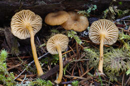 Image of Chrysomphalina chrysophylla (Fr.) Clémençon 1982