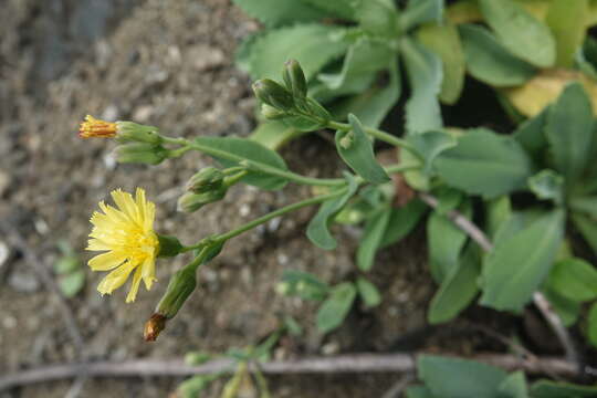 Image of Crepidiastrum taiwanianum Nakai