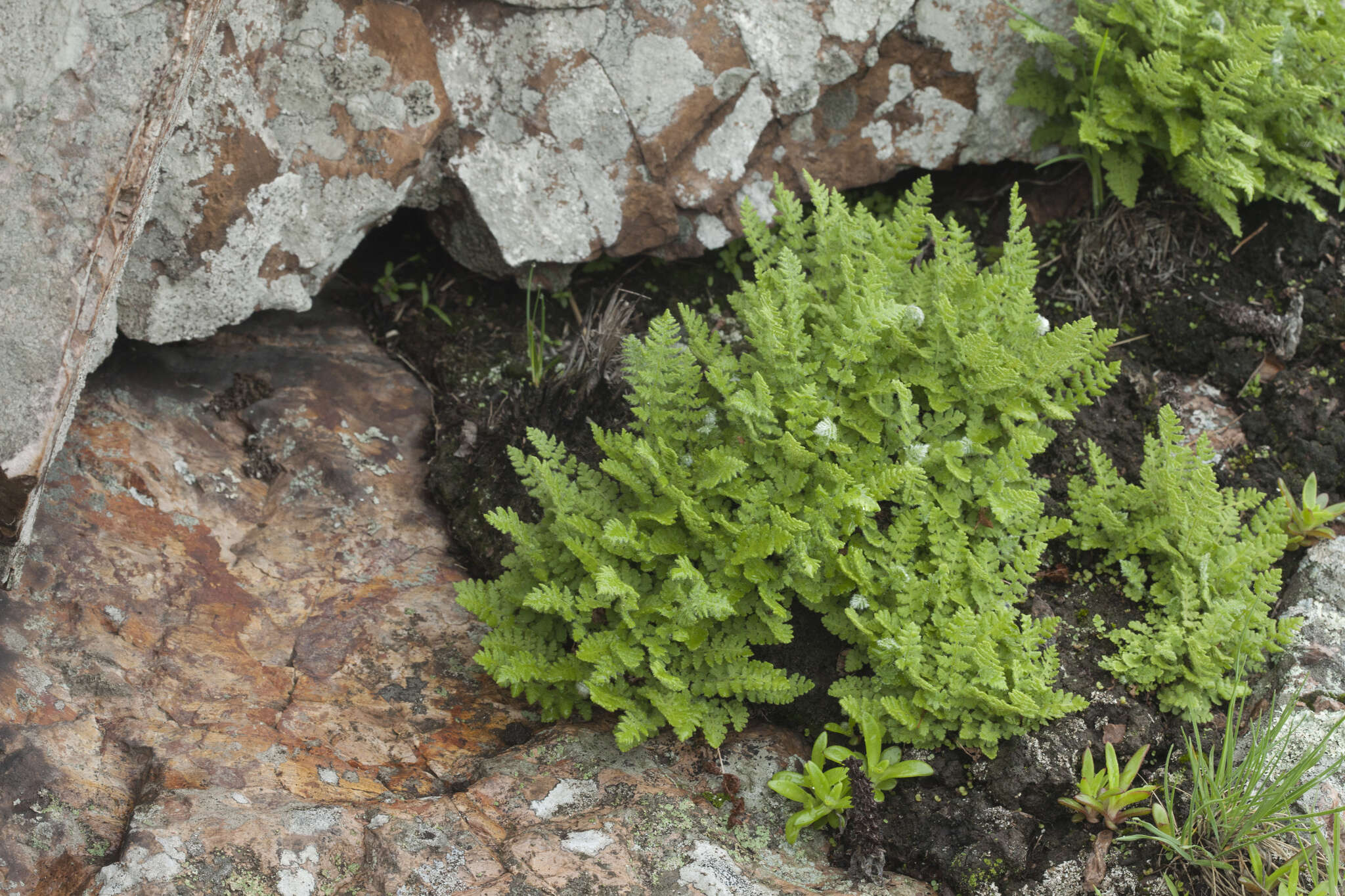 Image of Woodsia subcordata Turcz.