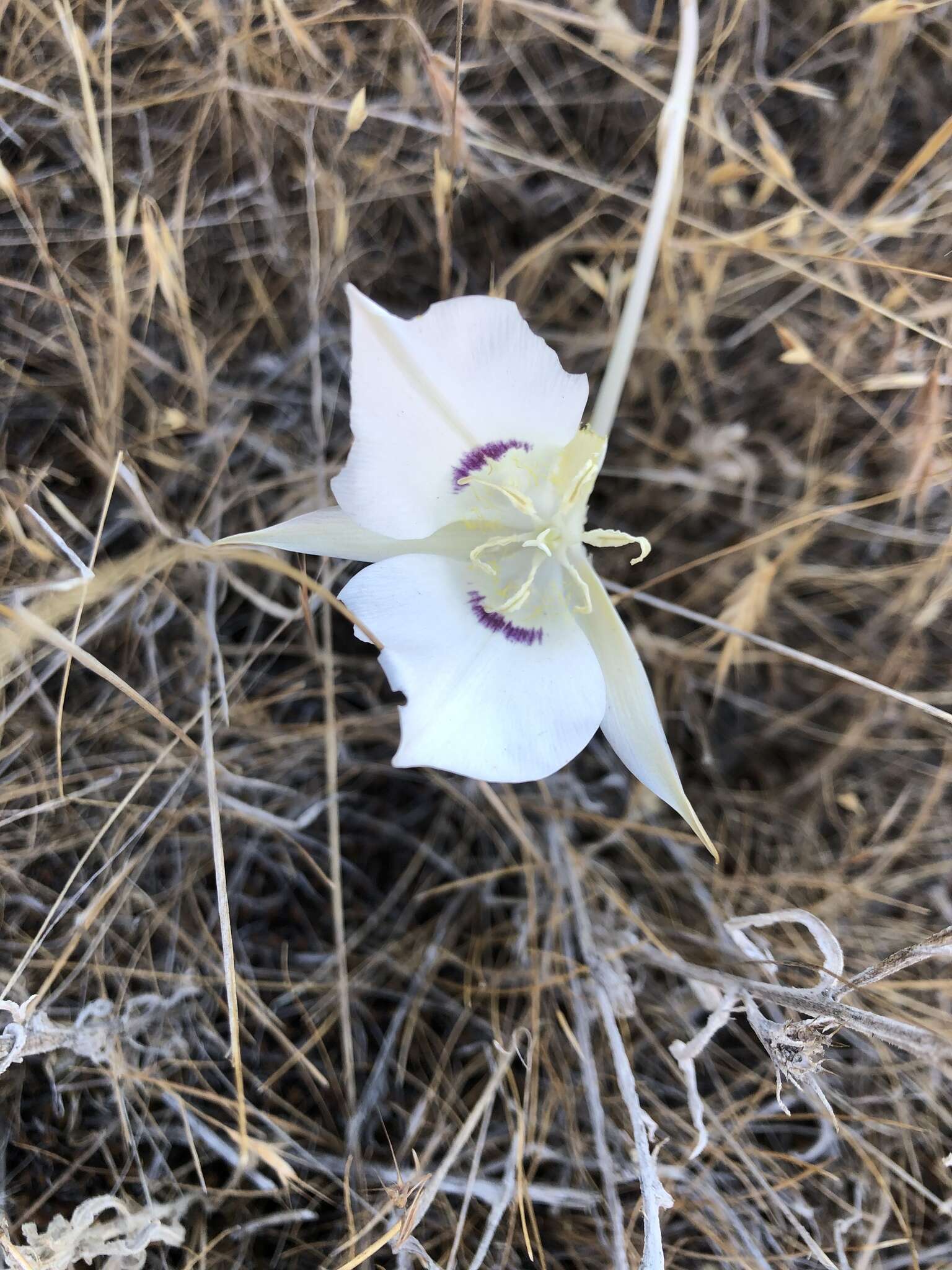 Image of Nez Perce mariposa lily