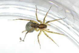 Image of Pardosa palustris (Linnaeus 1758)