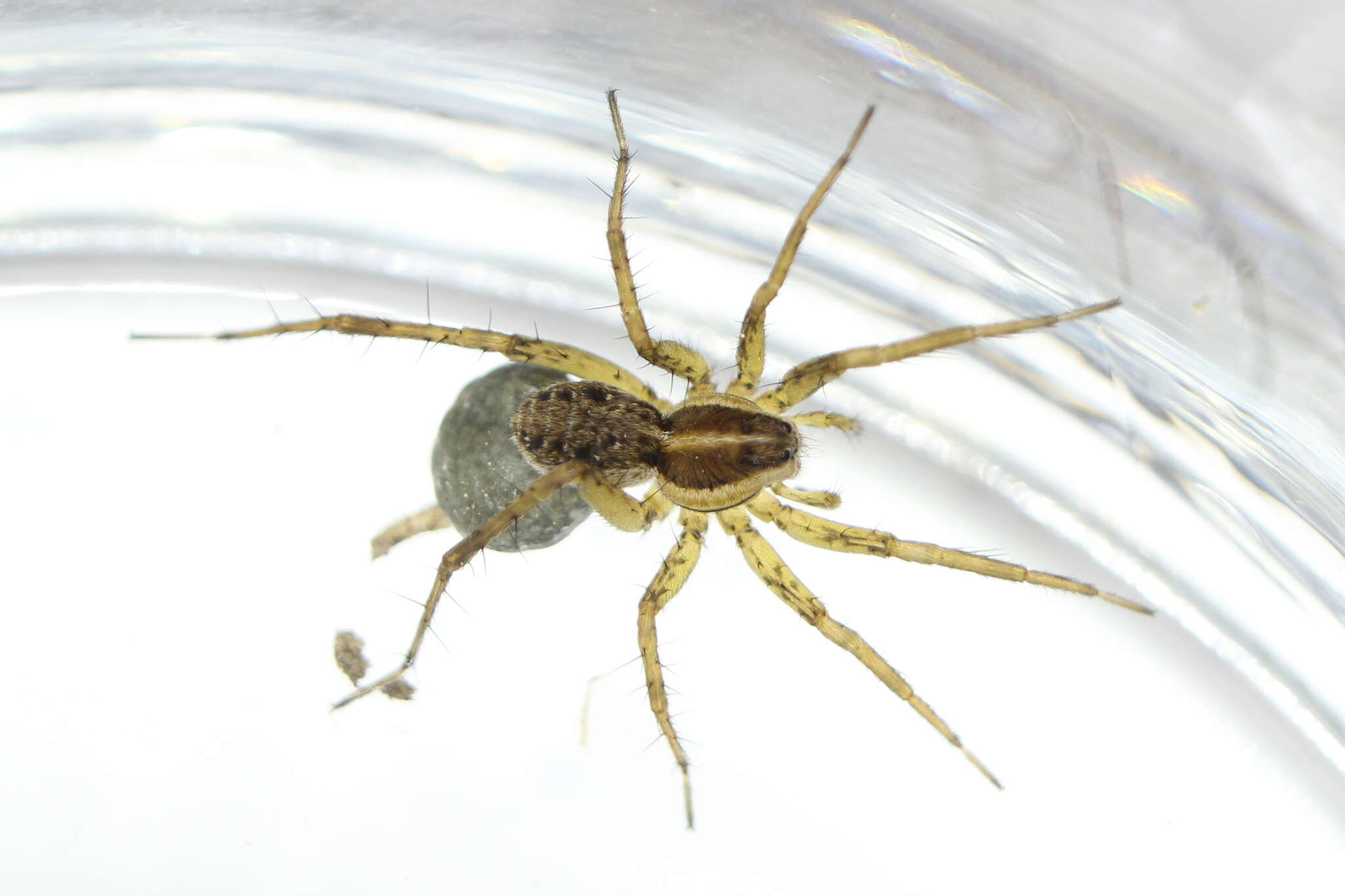 Image of Pardosa palustris (Linnaeus 1758)