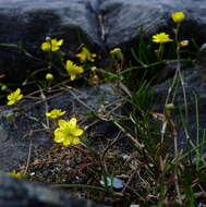 Ranunculus reptans L. resmi