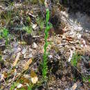 Image of Trans-Pecos horseweed