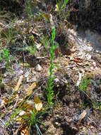 Image of Trans-Pecos horseweed