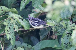 Image of Colombian Antwren