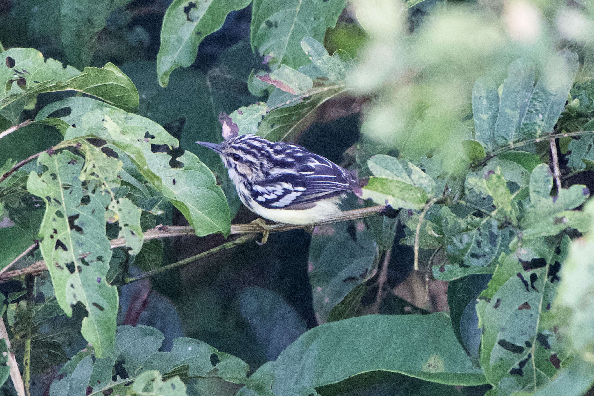 Image of Colombian Antwren