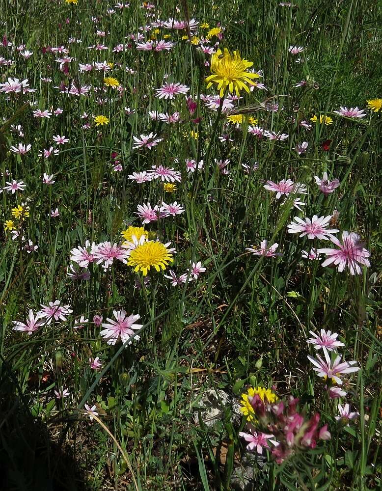 Image of red hawksbeard