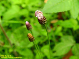 Слика од <i>Hemisteptia lyrata</i>