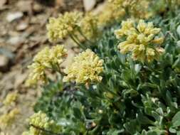 Image of rockjasmine buckwheat