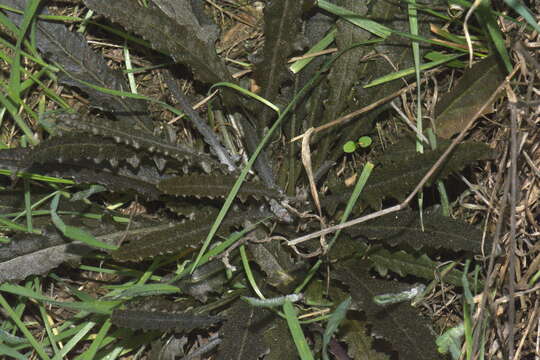 Image of Erechtites diversifolia Petrie.