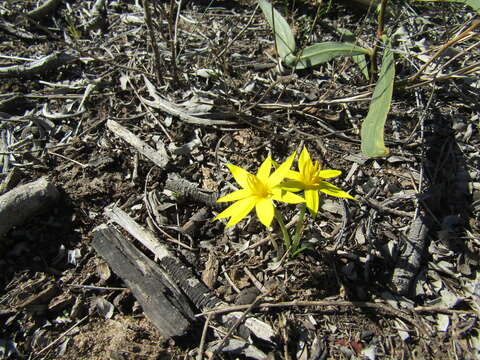 Image of Autumn Golden Star