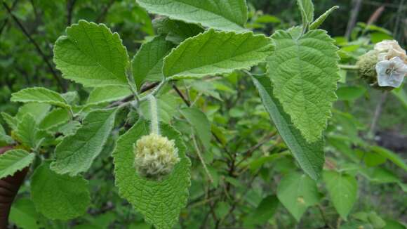 Image of Varronia globosa Jacq.