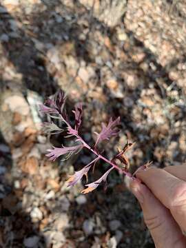 Image of Packera millefolia (T. & G.) W. A. Weber & Á. Löve