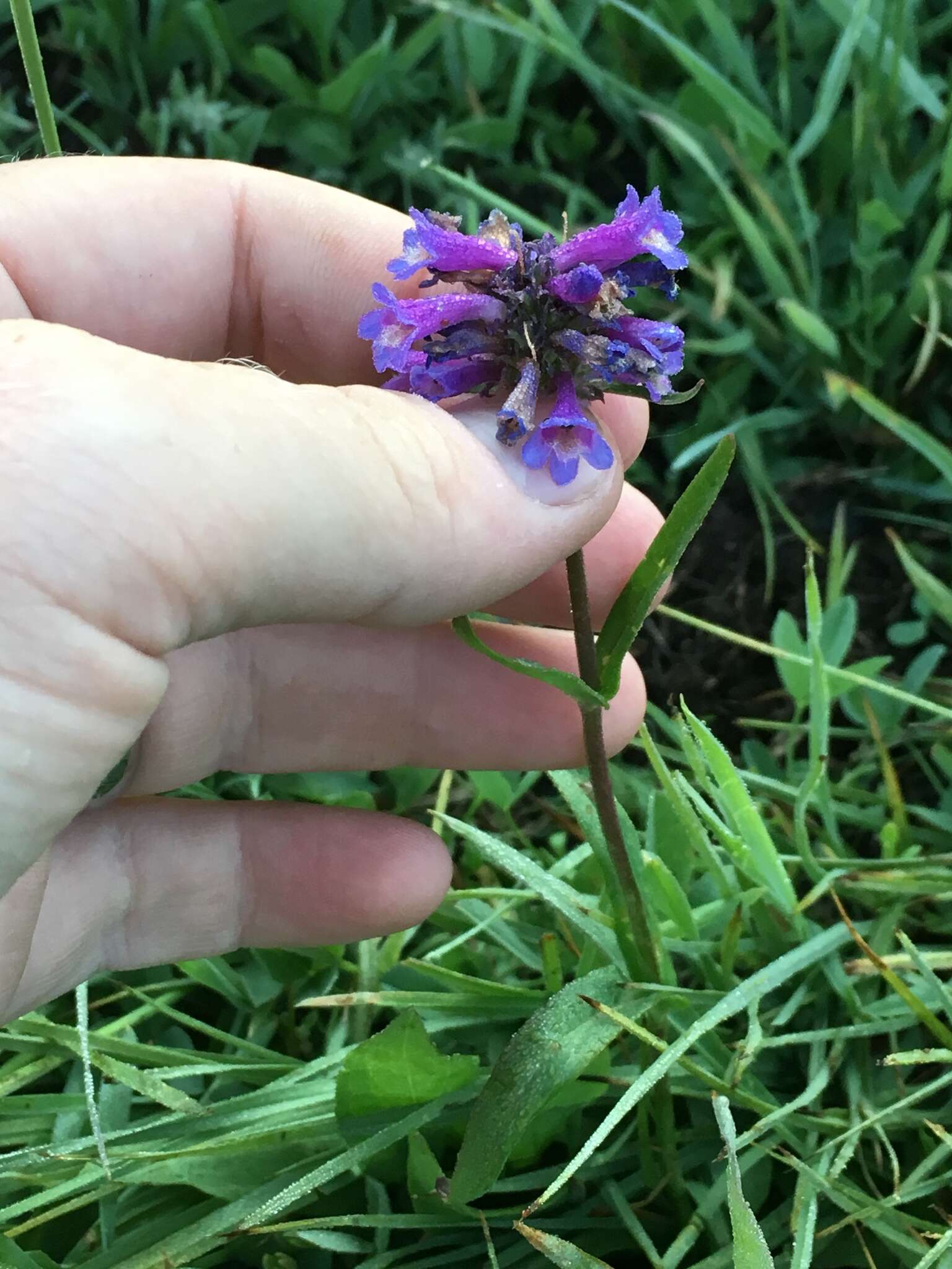 Penstemon procerus Dougl. ex Graham resmi