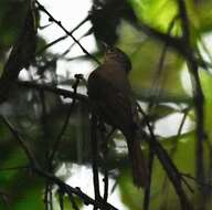 Image of Montane Foliage-gleaner