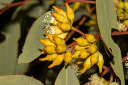 Image of Red Mallee