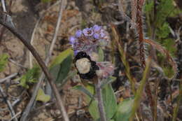 Image of Centris cineraria Smith 1854