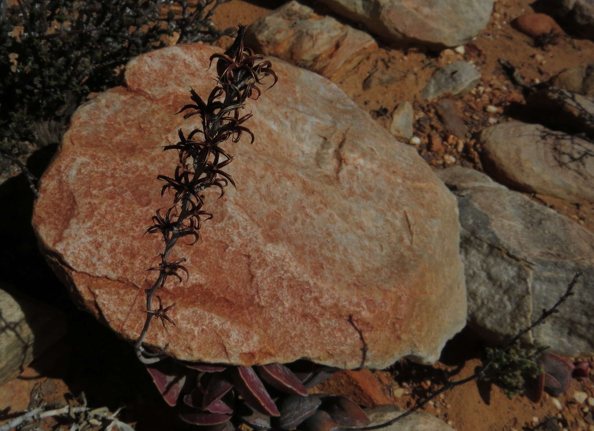 Sivun Adromischus triflorus (L. fil.) Berger kuva