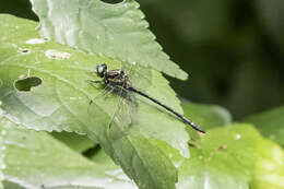 Image of Variable Tigertail