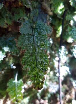 Image of Abrodictyum obscurum (Bl.) Ebihara & K. Iwats.