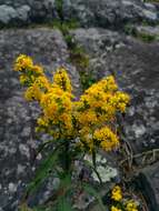 Image of downy goldenrod