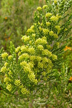 Image de Ozothamnus cupressoides Puttock & D. J. Ohlsen