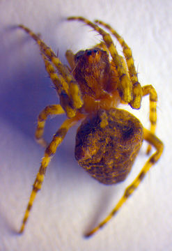 Image of <i>Gibbaranea gibbosa</i> (Walckenaer 1802)