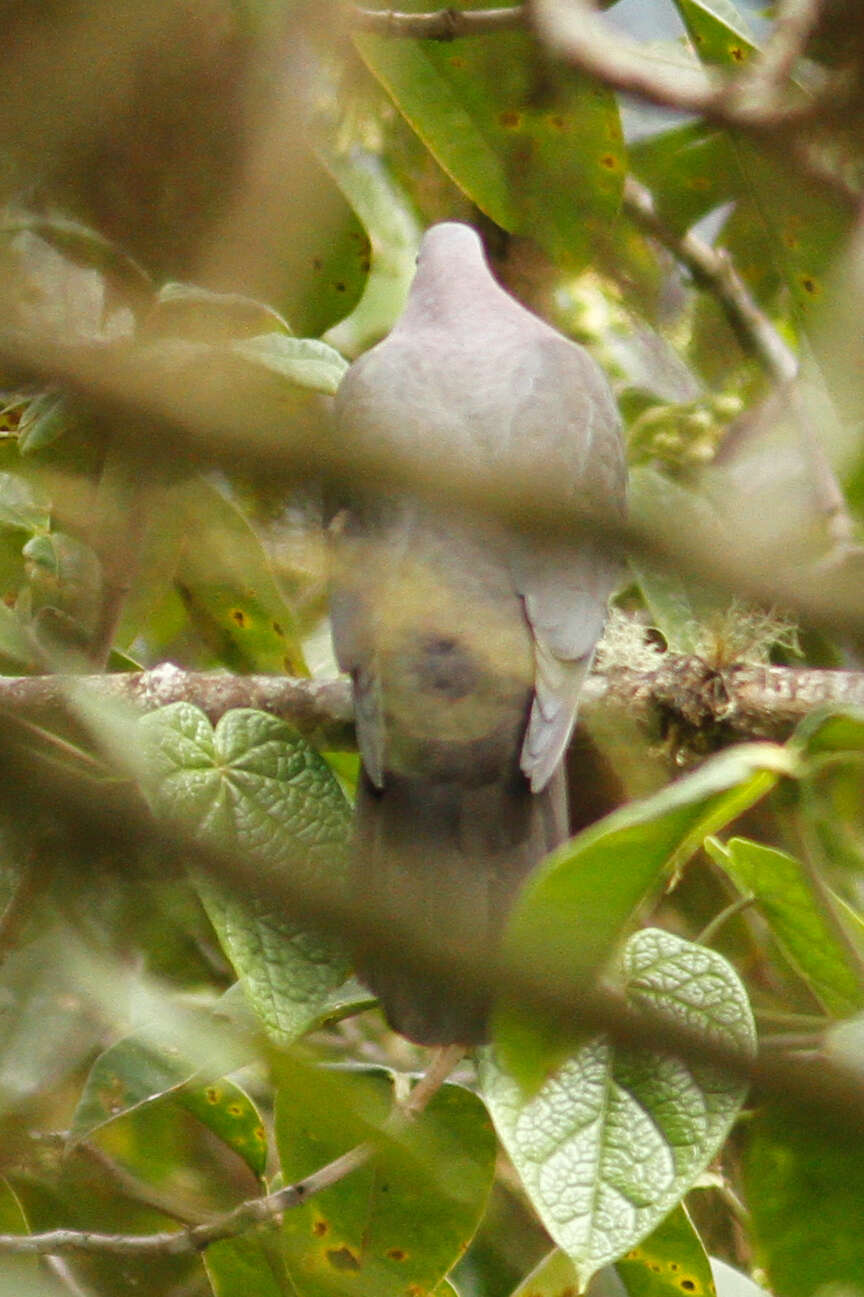 Image of Plumbeous Pigeon