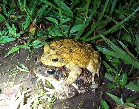 Image of Incilius porteri (Mendelson, Williams, Sheil & Mulcahy 2005)