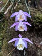 Plancia ëd Pleione hookeriana (Lindl.) Rollisson