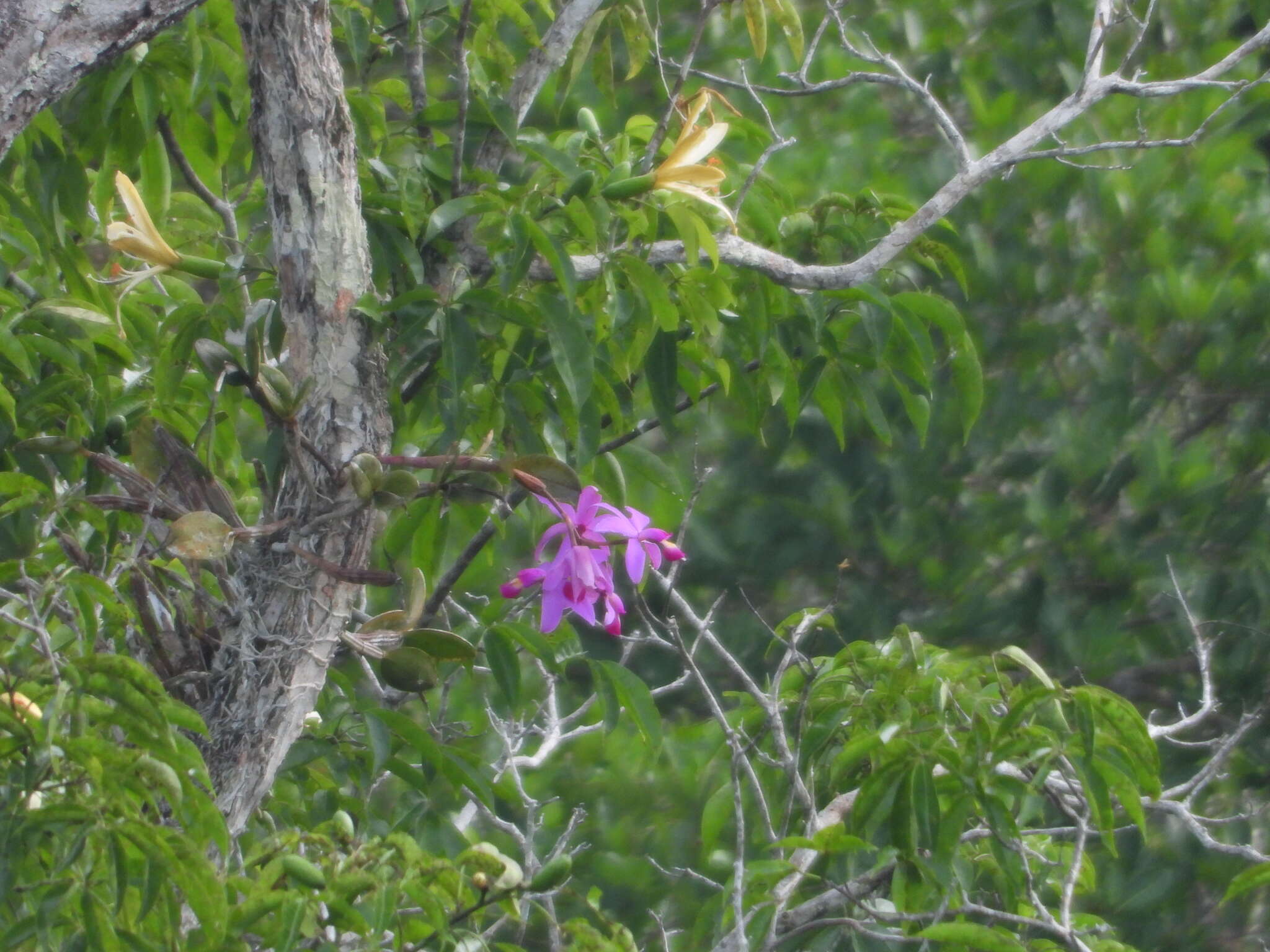 Image of Violet Cattleya