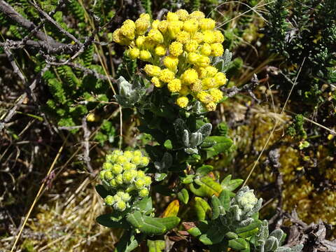 Image of Monticalia andicola (Turcz.) C. Jeffrey