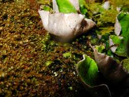 Image of British felt lichen