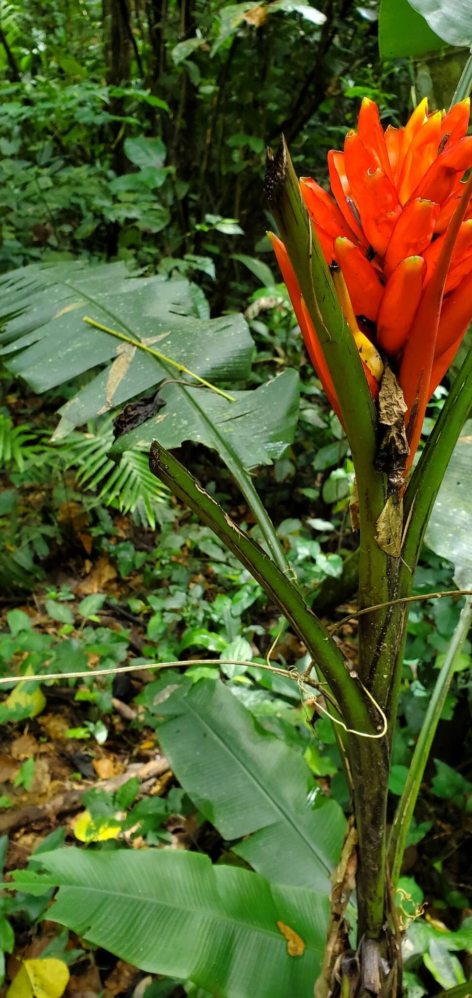 Image of Scarlet Banana