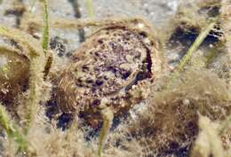 Image of smooth box crab