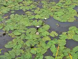 Image of Pygmy Water-Lily