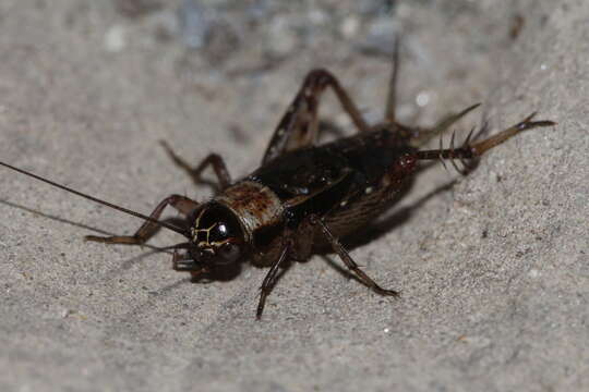 Слика од Nemobius sylvestris sylvestris (Bosc 1792)