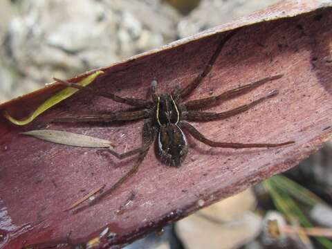 Image of Dolomedes vicque Raven & Hebron 2018