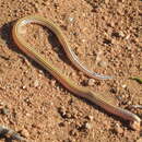 Image of Acontias tristis Werner 1910