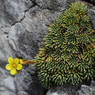 Image of Saxifraga ferdinandi-coburgi J. Kellerer & Sünd.