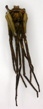 Image of huntsman spider
