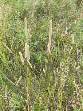 Image of Phleum pratense subsp. pratense