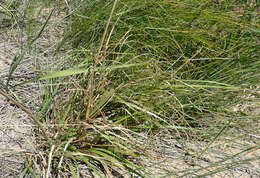 Image of Pentameris barbata subsp. orientalis (H. P. Linder) Galley & H. P. Linder