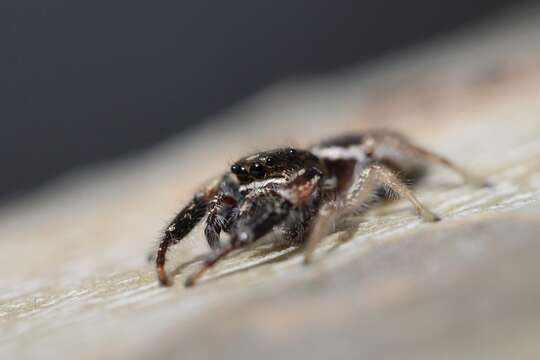 صورة Metaphidippus siticulosus (Peckham & Peckham 1909)