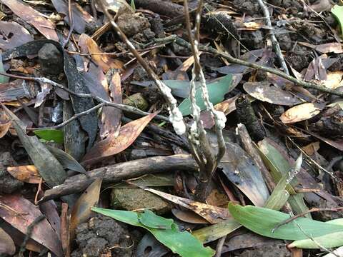 Image of Ophiocordyceps robertsii (Hook.) G. H. Sung, J. M. Sung, Hywel-Jones & Spatafora 2007