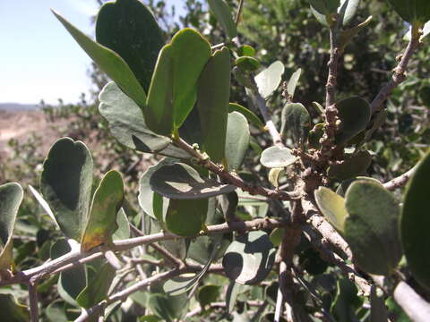 Image of Dovyalis rotundifolia (Thunb.) Harv.